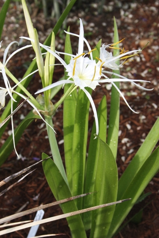 Image of Hymenocallis liriosme 'Rayville'|Juniper Level Botanic Gdn, NC|JLBG