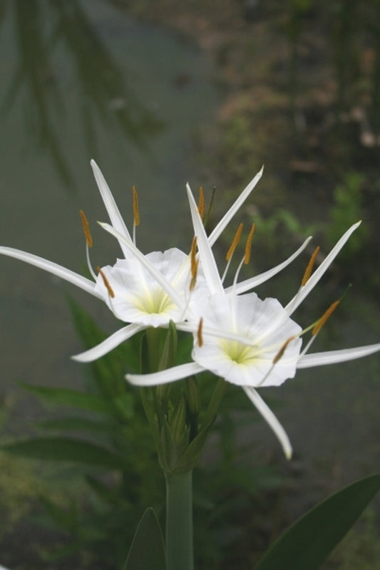 Image of Hymenocallis liriosme|Juniper Level Botanic Gdn, NC|JLBG