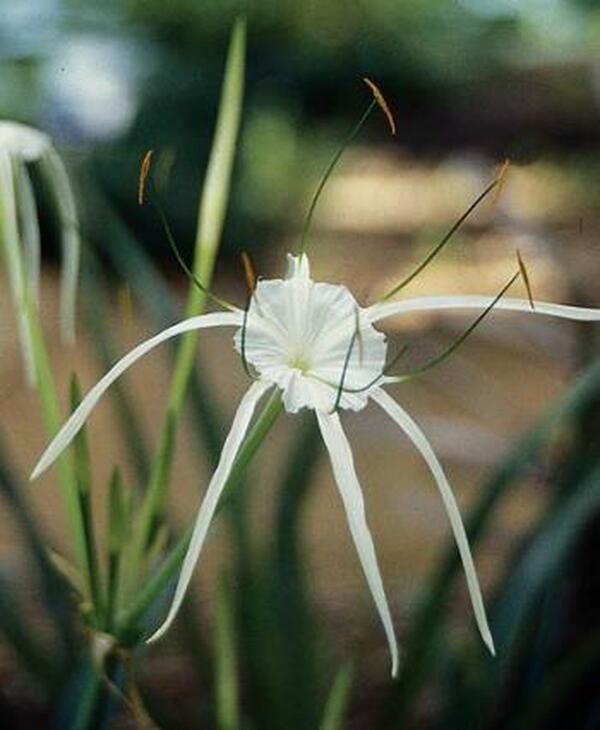 Image of Hymenocallis maximiliani|San Antonio Botanic Gdn, TX|