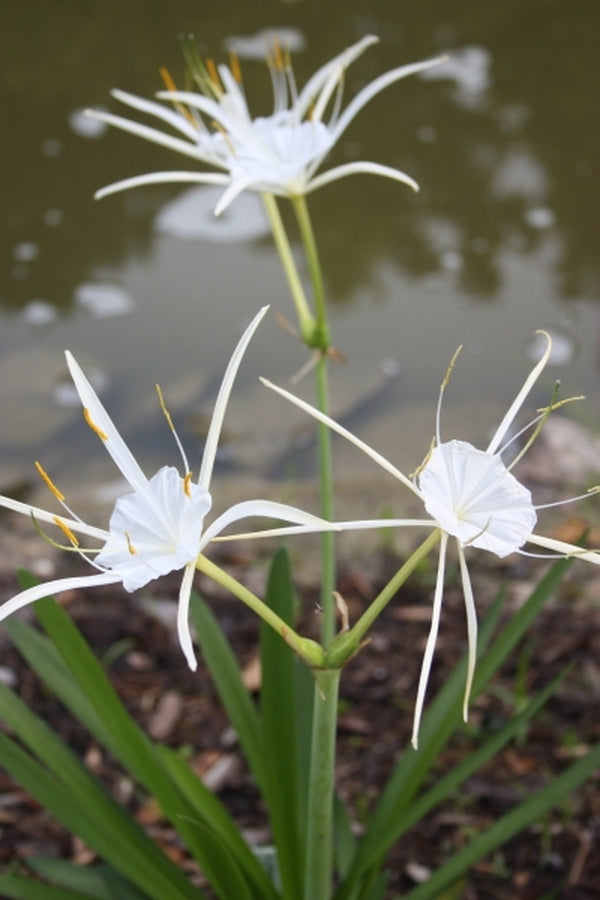 carolina spider lily Hymenocallis pygmaea Carolina Creeper