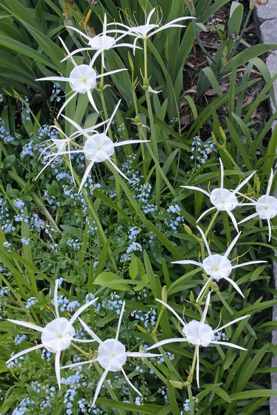 Learn about Hymenocallis pygmaea 'Carolina Creeper' | Carolina Creeper  Dwarf Spider Lily