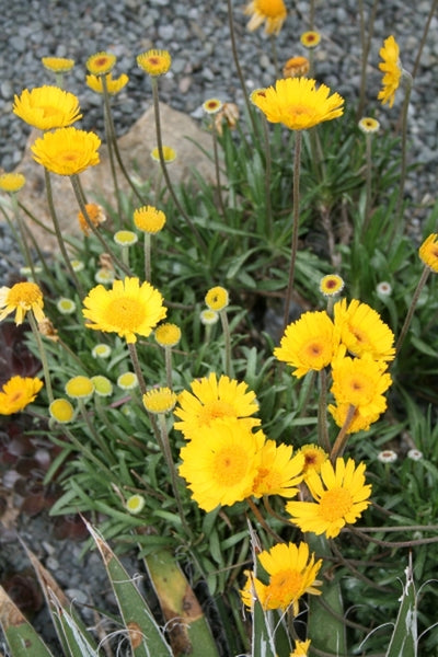 daisy succulent Learn about Hymenoxys acaulis | Stemless Four-Nerve Daisy
