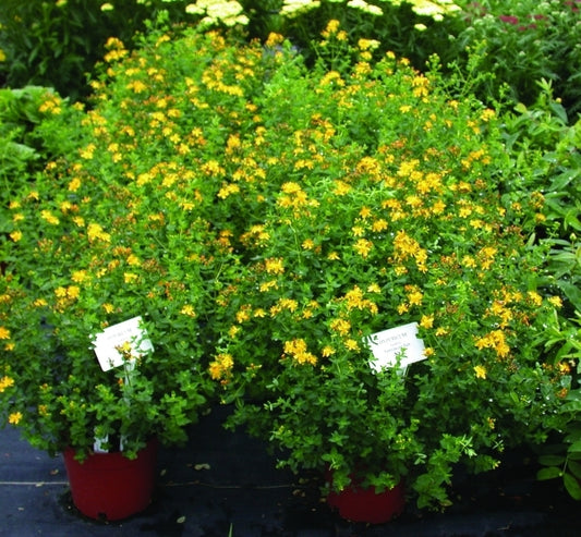 Image of Hypericum buckleyi 'Appalachian Sun'|Greenleaf Nsy, PA|Green Leaf Plants