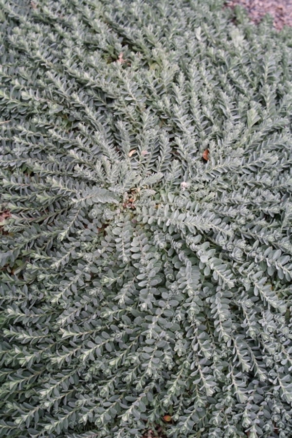 Image of Hypericum cerastoides|Juniper Level Botanic Gdn, NC|JLBG