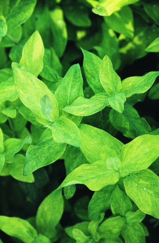 Image of Hypericum x inodorum 'Summergold'|Juniper Level Botanic Gdn, NC|JLBG