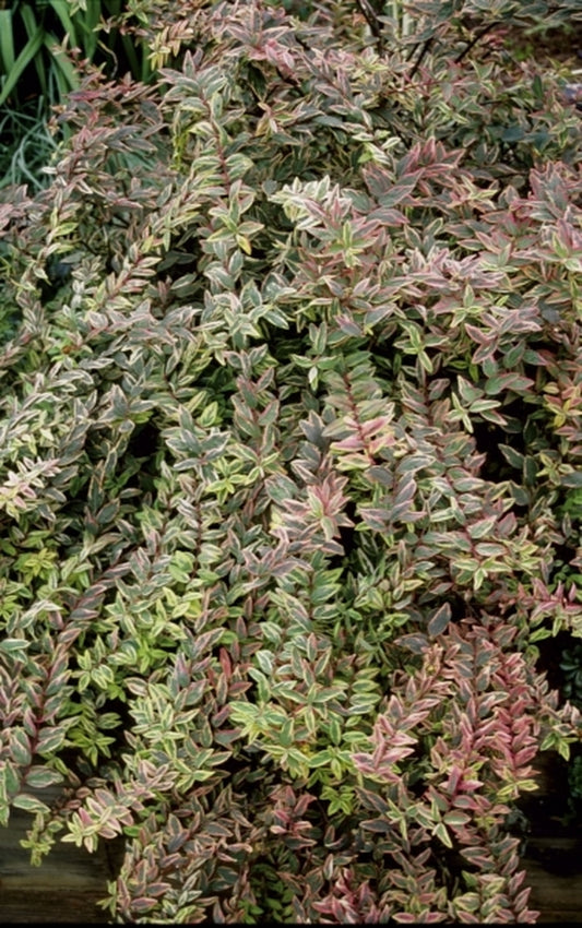 Image of Hypericum x moseranum 'Tricolor'|UGA Gdns, GA|