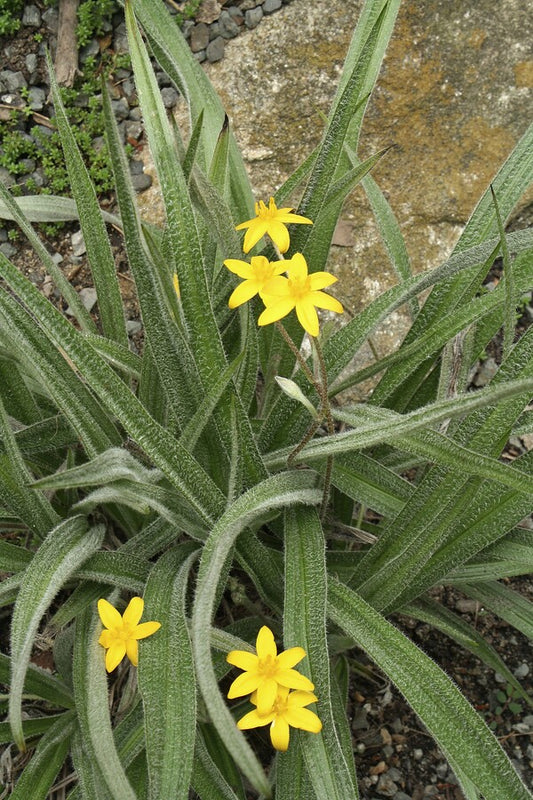 Image of Hypoxis argentea ||