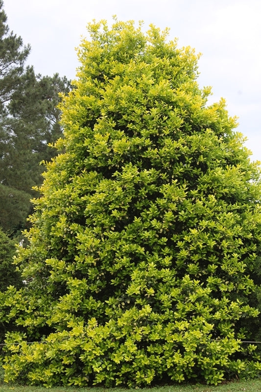 Image of Ilex 'Whoa Nellie'||