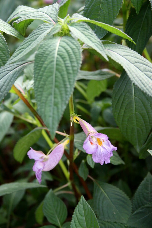 Image of Impatiens arguta 'Blue Dream'|Juniper Level Botanic Gdn, NC|JLBG