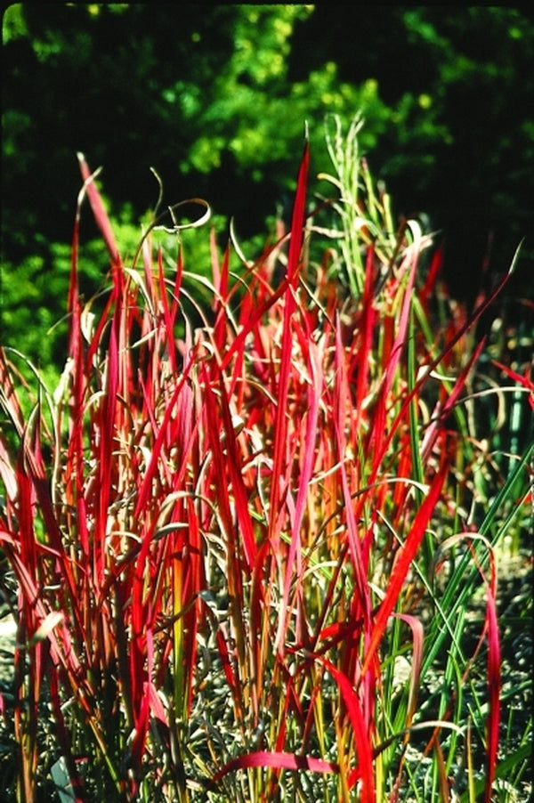 Image of Imperata 'Red Baron'|Juniper Level Botanic Gdn, NC|JLBG