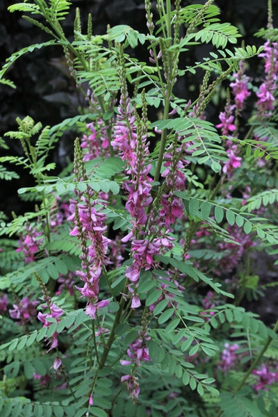 indigofera plant Indigofera heterantha