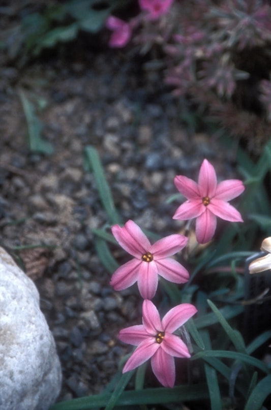 Image of Ipheion uniflorum 'Charlotte Bishop'|Juniper Level Botanic Gdn, NC|JLBG