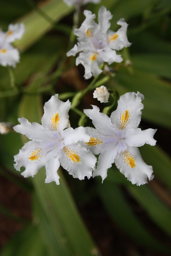 Image of Iris 'Nada'|Juniper Level Botanic Gdn, NC|JLBG