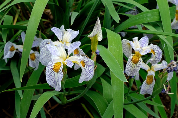 Image of Iris 'Roy's Repeater'|Juniper Level Botanic Gdn, NC|JLBG