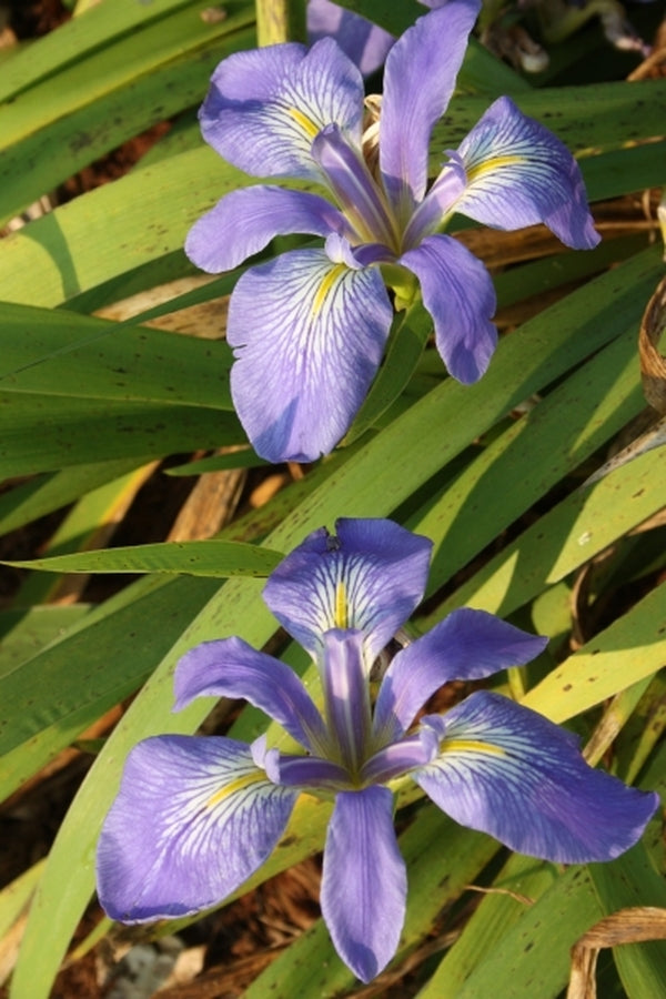 Image of Iris brevicaulis 'Auburn Blues'|Juniper Level Botanic Gdn, NC|JLBG