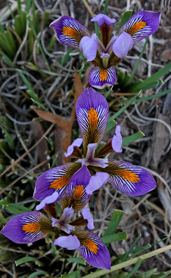 Image of Iris cretensis 'Kotsifou Gorge'||