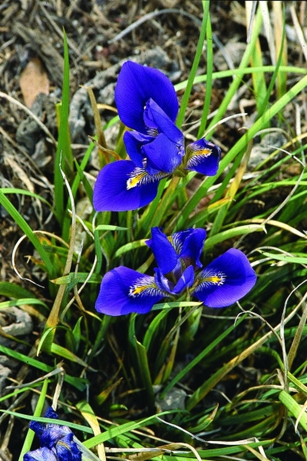 Image of Iris cretensis|Juniper Level Botanic Gdn, NC|JLBG