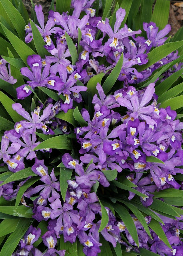 Image of Iris cristata 'Merle's Ruby'|Juniper Level Botanic Gdn, NC|JLBG