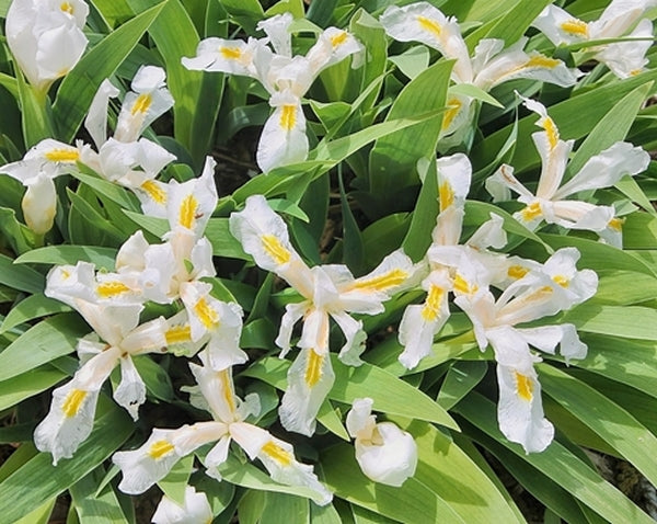 Image of Iris cristata 'Montrose White'|Juniper Level Botanic Gdn, NC|JLBG
