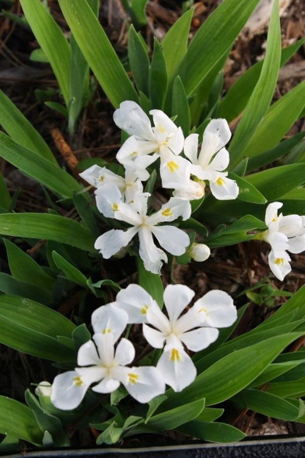Image of Iris cristata 'Tennessee White'|Juniper Level Botanic Gdn, NC|JLBG