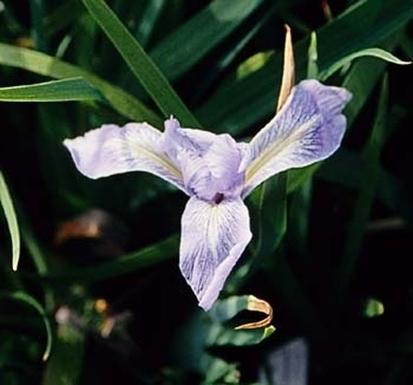 Image of Iris douglasiana|Juniper Level Botanic Gdn, NC|JLBG