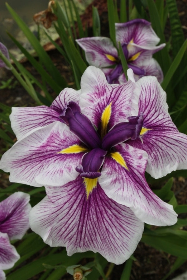 Image of Iris ensata 'Flashing Koi'|Juniper Level Botanic Gdn, NC|JLBG
