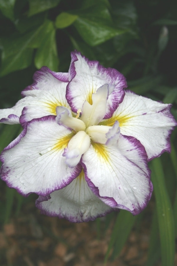 Image of Iris ensata 'Shinto Rings'|Juniper Level Botanic Gdn, NC|JLBG