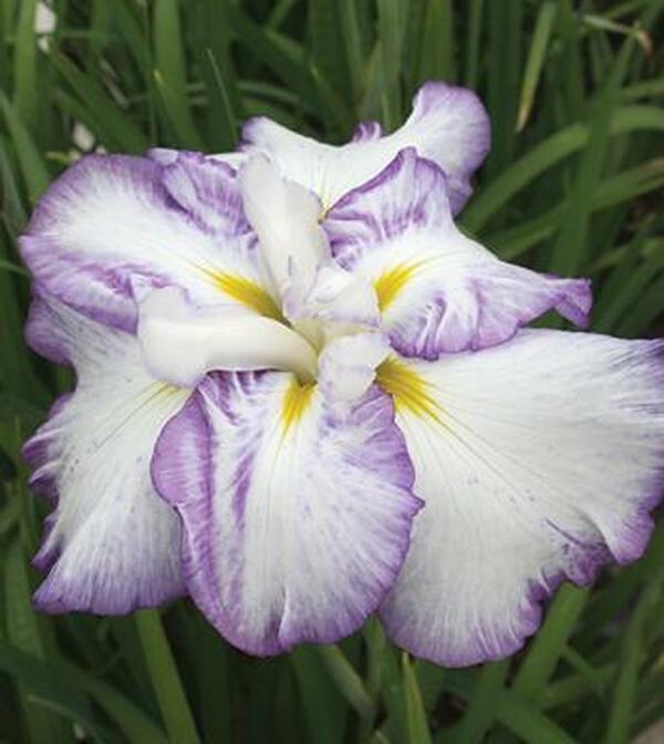 Image of Iris ensata 'Sweet Murmur'|Juniper Level Botanic Gdn, NC|JLBG