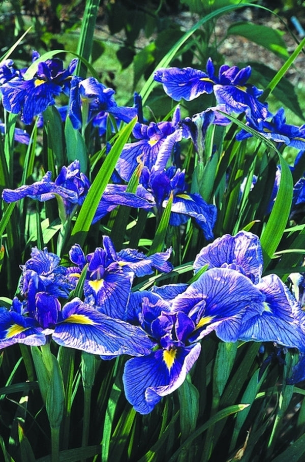 Image of Iris ensata 'Tora Tora'|Juniper Level Botanic Gdn, NC|JLBG