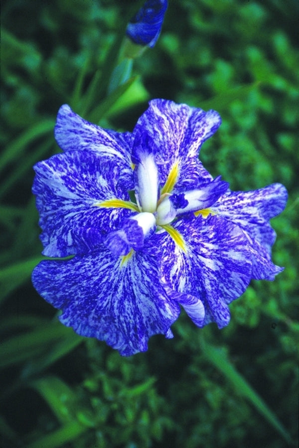 Image of Iris ensata 'Umi Botaru'|Juniper Level Botanic Gdn, NC|JLBG