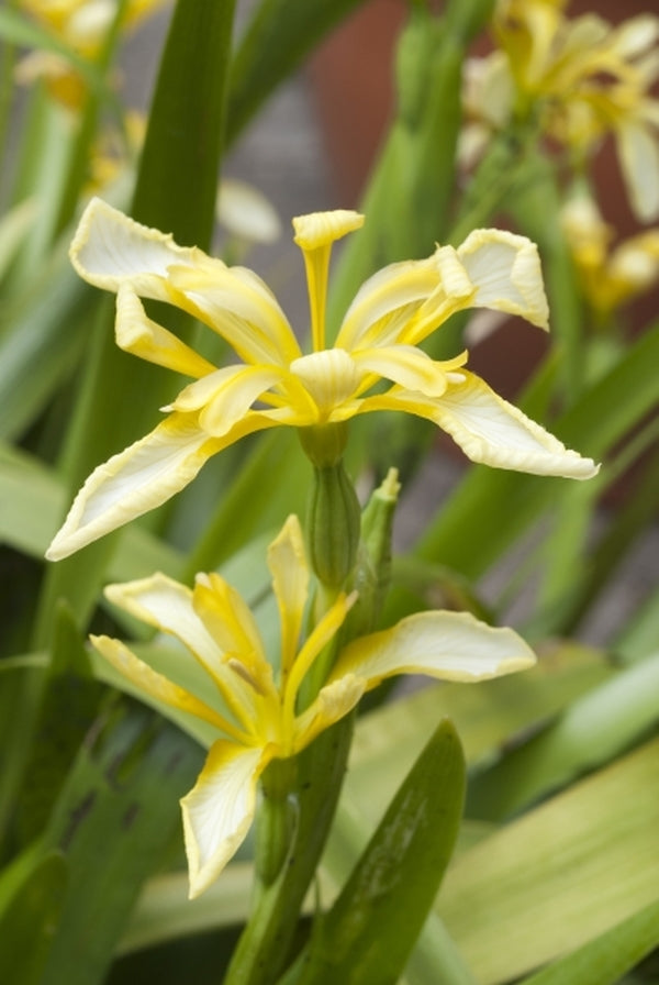 Image of Iris foetidissima var. lutescens|Monksilver Nsy, UK|G. Rice GardenPhotos.com