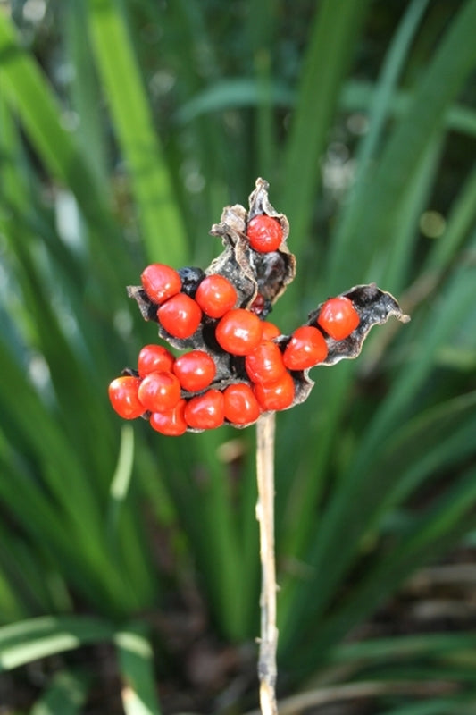 Image of Iris foetidissima|Juniper Level Botanic Gdn, NC|JLBG