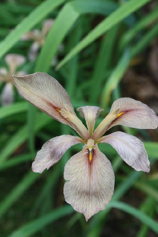 Image of Iris fulva 'Bayou Bandit'|Juniper Level Botanic Gdn, NC|JLBG