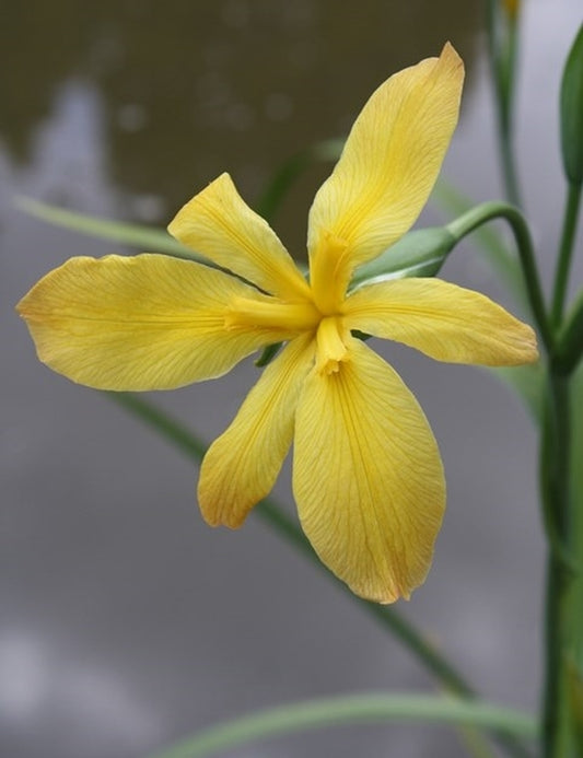 Image of Iris fulva 'Lois'||