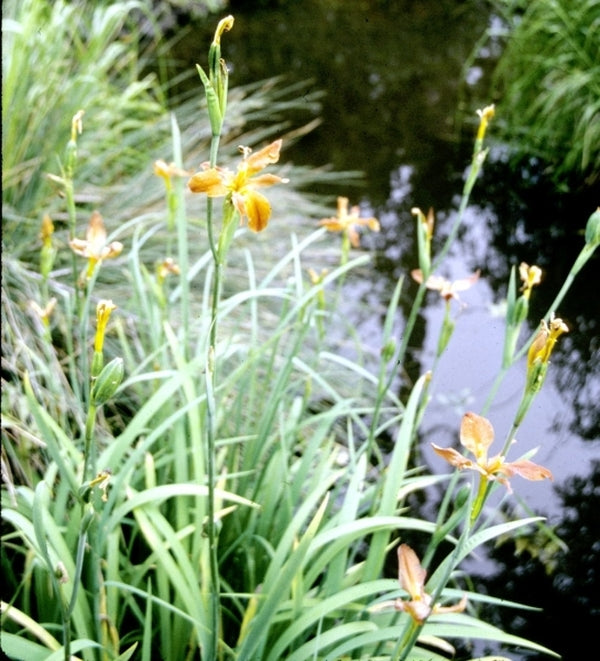 Image of Iris fulva|Juniper Level Botanic Gdn, NC|JLBG