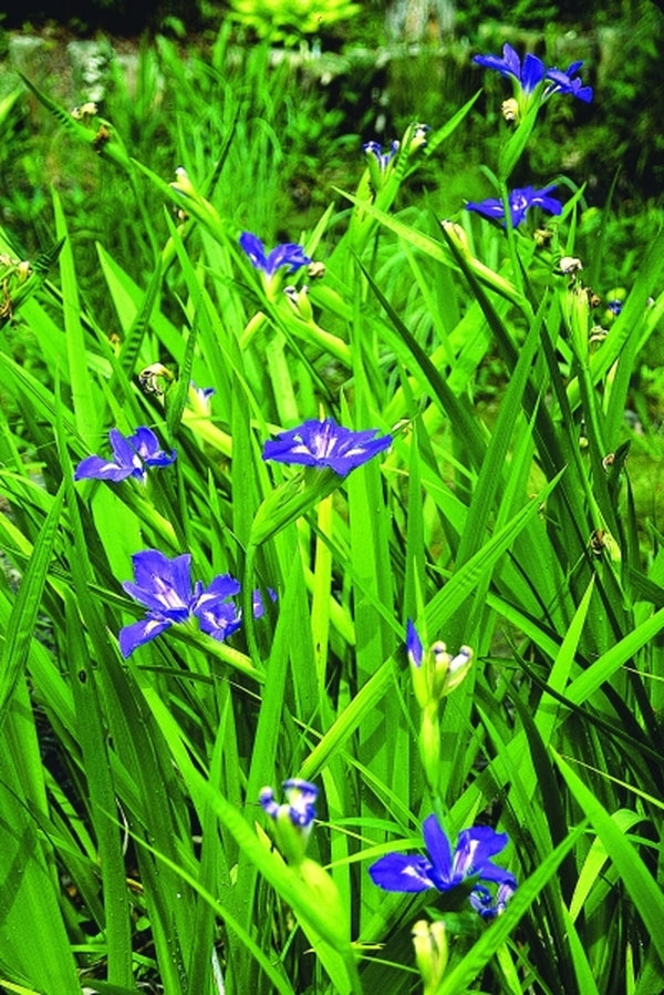 Image of Iris hexagona|Juniper Level Botanic Gdn, NC|JLBG