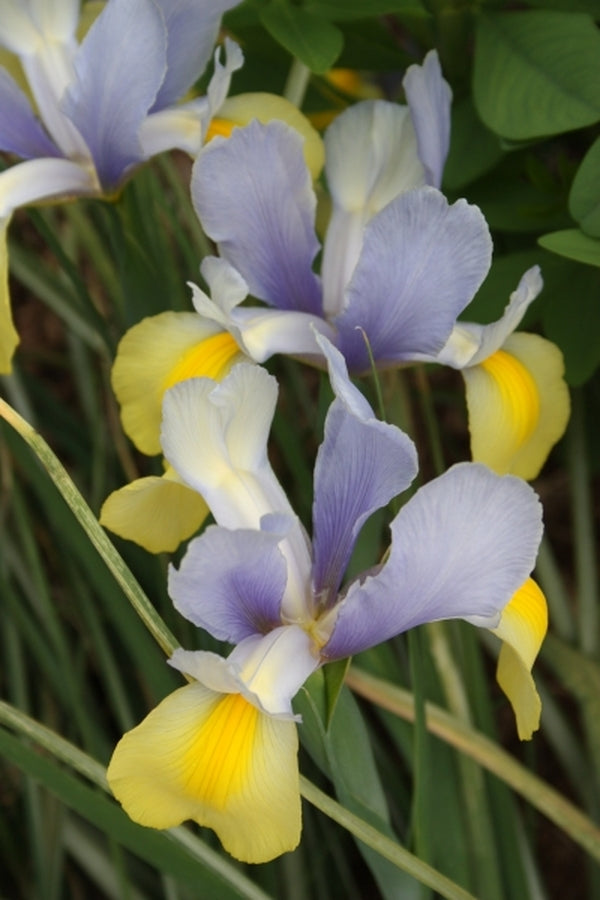 Image of Iris x hollandica 'Oriental Beauty'|Juniper Level Botanic Gdn, NC|JLBG
