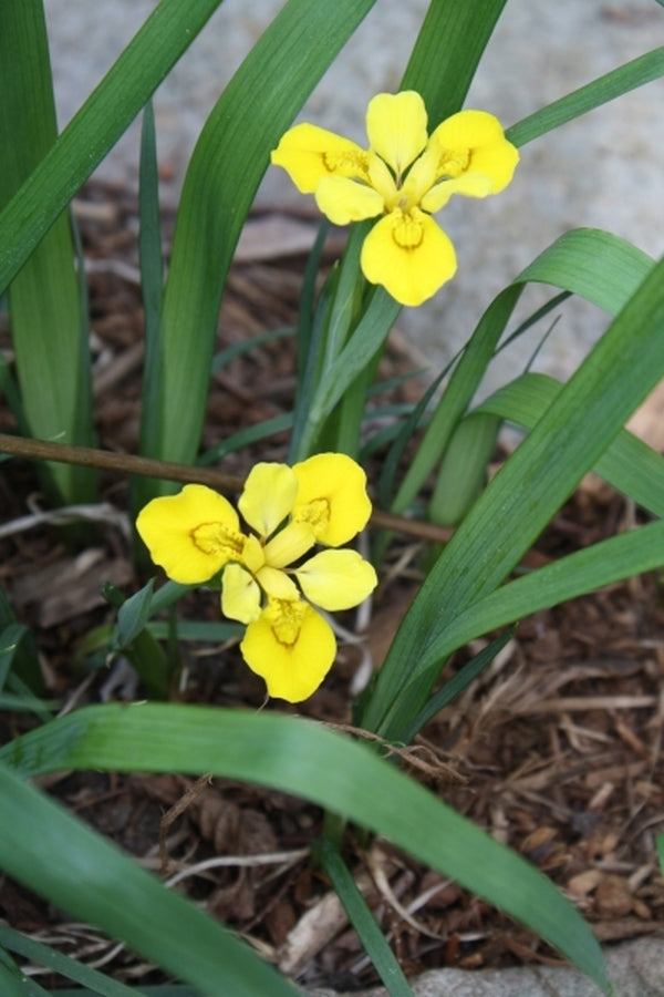 Image of Iris koreana|Juniper Level Botanic Gdn, NC|JLBG