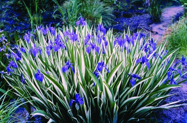 Image of Iris laevigata 'Variegata'taken at Juniper Level Botanic Gdn, NC by JLBG