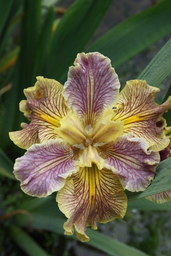Image of Iris x louisiana 'Cobweb Concerto'|Juniper Level Botanic Gdn, NC|JLBG