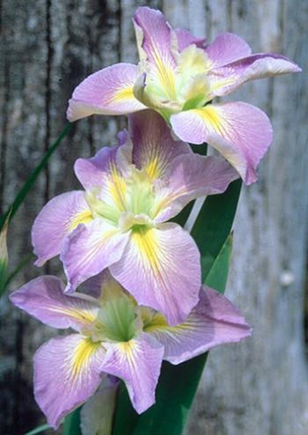 Image of Iris x louisiana 'Handmaiden'|Juniper Level Botanic Gdn, NC|JLBG