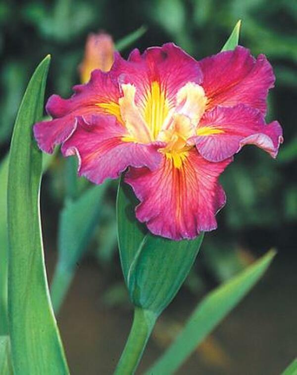 Image of Iris x louisiana 'Joie de Vivre'|Juniper Level Botanic Gdn, NC|JLBG