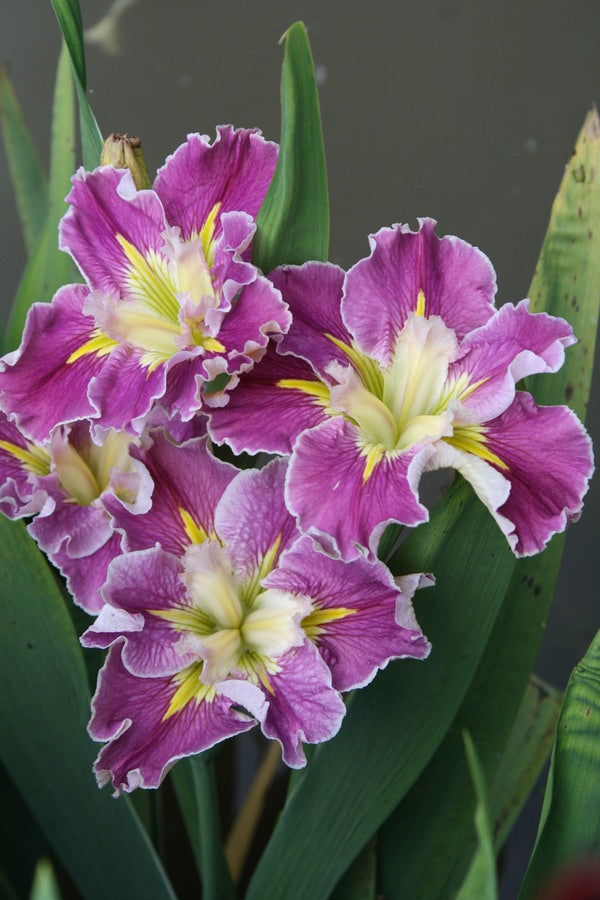 Image of Iris x louisiana 'Love me Do'|Juniper Level Botanic Gdn, NC|JLBG