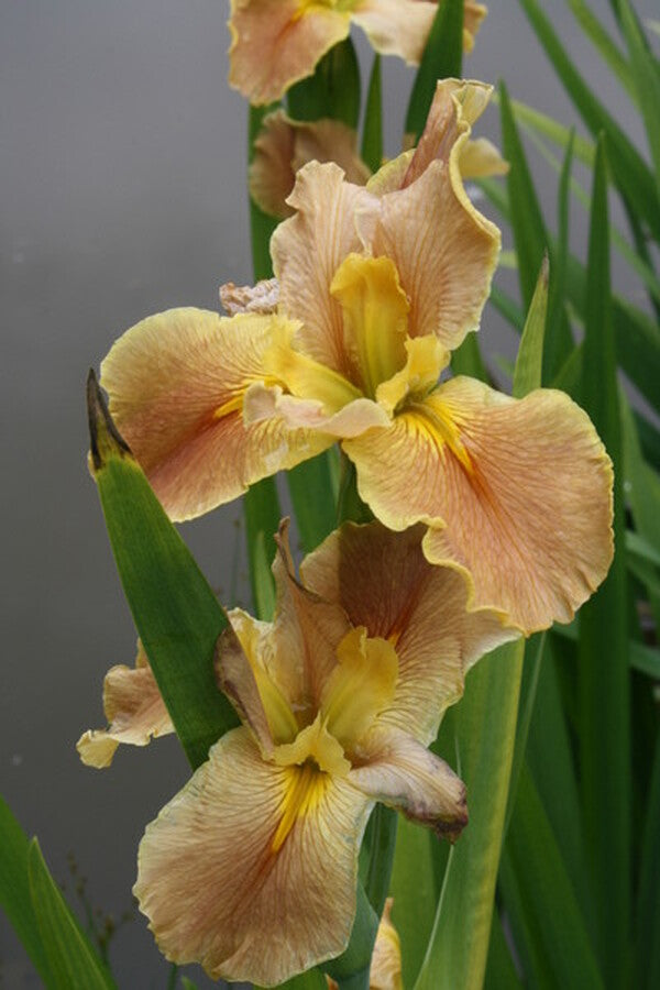 Image of Iris x louisiana 'Melon Cocktail'|Juniper Level Botanic Gdn, NC|JLBG