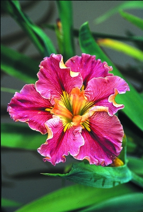 Image of Iris x louisiana 'Prix D'Elegance'|Juniper Level Botanic Gdn, NC|JLBG
