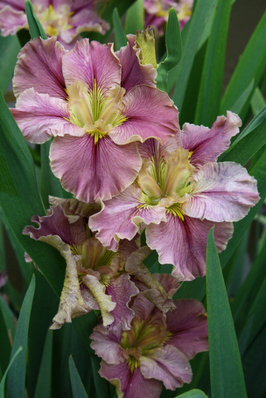 Image of Iris x louisiana 'Prix D'Elegance'|Juniper Level Botanic Gdn, NC|JLBG