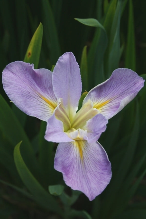 Image of Iris x louisiana 'Professor Paul'|Juniper Level Botanic Gdn, NC|JLBG