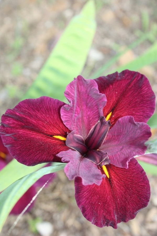 Image of Iris x louisiana 'Red Velvet Elvis'taken at Juniper Level Botanic Gdn, NC by JLBG