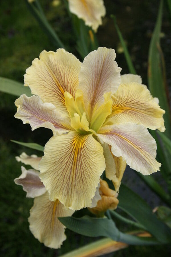 Image of Iris x louisiana 'Wow Factor'|Juniper Level Botanic Gdn, NC|JLBG