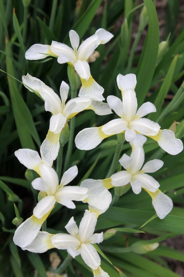 Image of Iris prismatica 'Rabun White'|Juniper Level Botanic Gdn, NC|JLBG